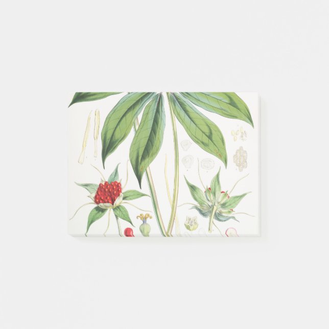 Paris Polyphylla Smith Flower Floral Post-it Notes (Front)