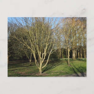 Park Landscape in Early Spring Postcard