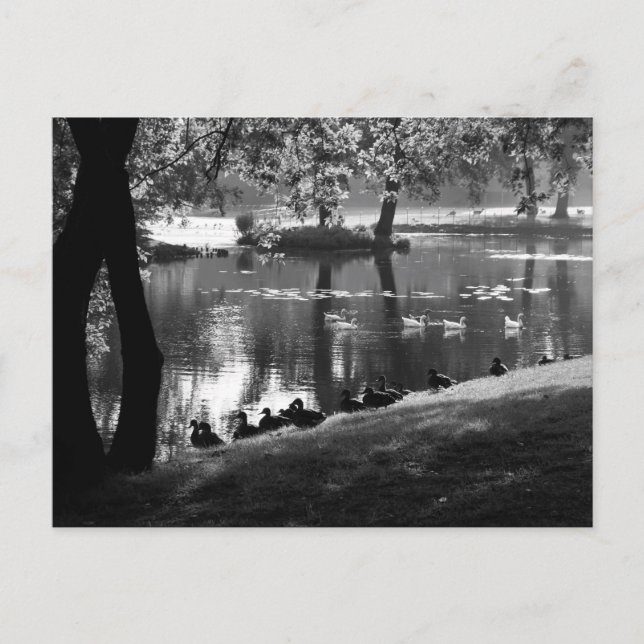 Park Life pccna Postcard (Front)
