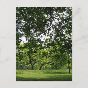 Park Postcard