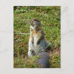Parkee Squirrel on Unalaska Island Postcard