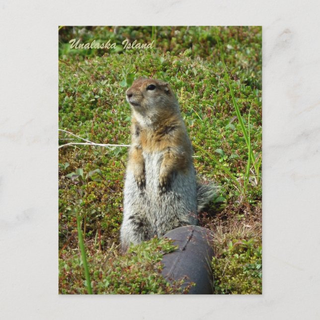 Parkee Squirrel on Unalaska Island Postcard (Front)