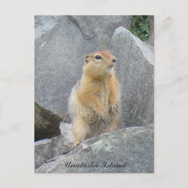 Parkee Squirrel Standing Up, Unalaska Island Postcard (Front)