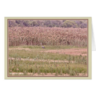 Parker River Wildlife Refuge: Plum Island