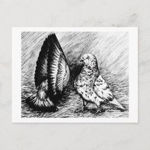 Parlour Roller Pigeons Postcard