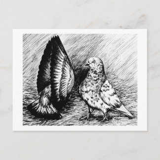 Parlour Roller Pigeons Postcard