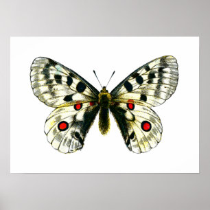 Parnassius apollo butterfly poster