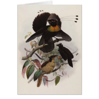 Parotia sexpennis - Six-shafted Bird Of Paradise