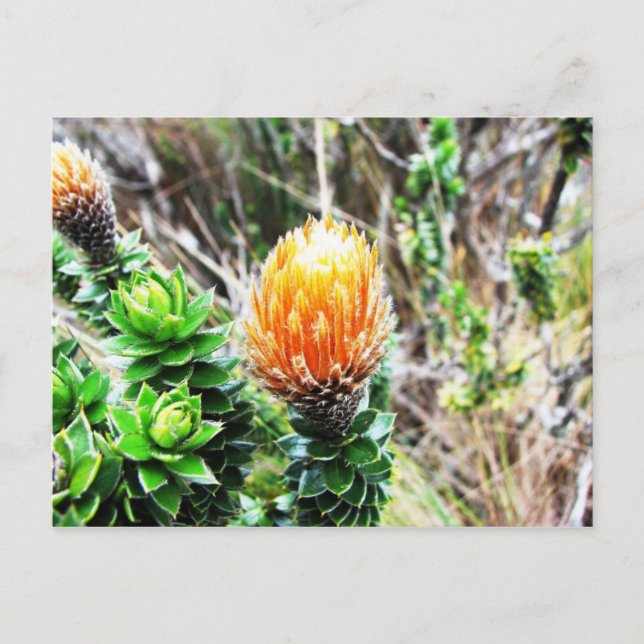 Parque Las Cajas, Ecuador Postcard (Front)