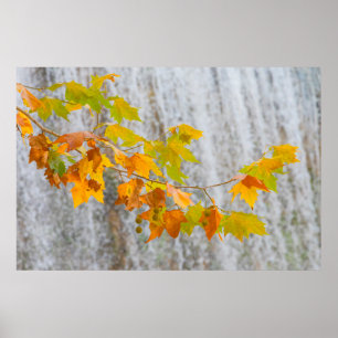 Parque Natural del Monasterio - Fall Leaves Poster