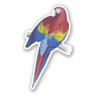 Parrot