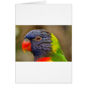 Parrot