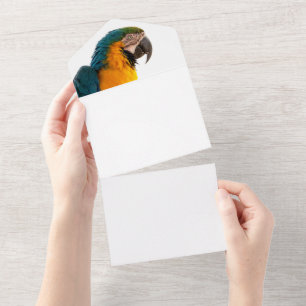 Parrot  all in one invitation