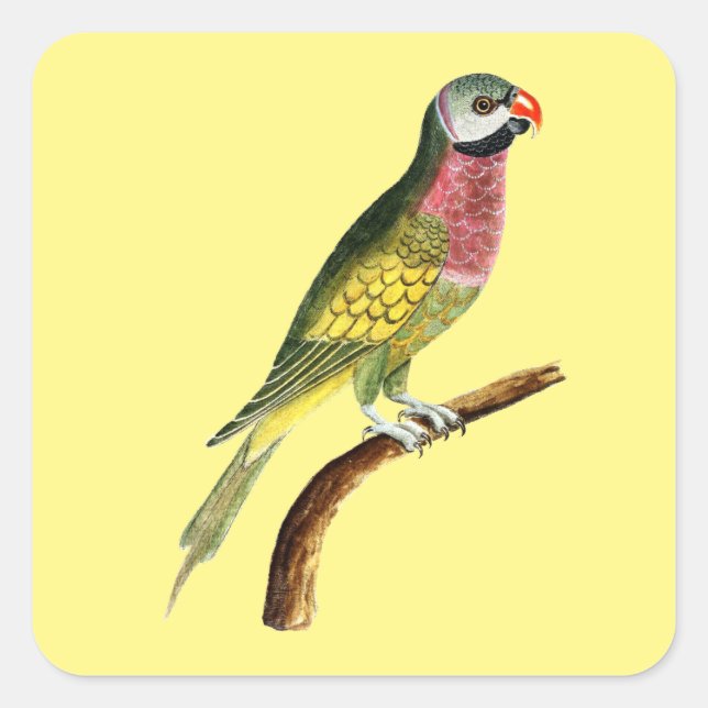 parrot bird animal colourful square sticker (Front)