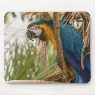 parrot, bird, sitting mouse pad