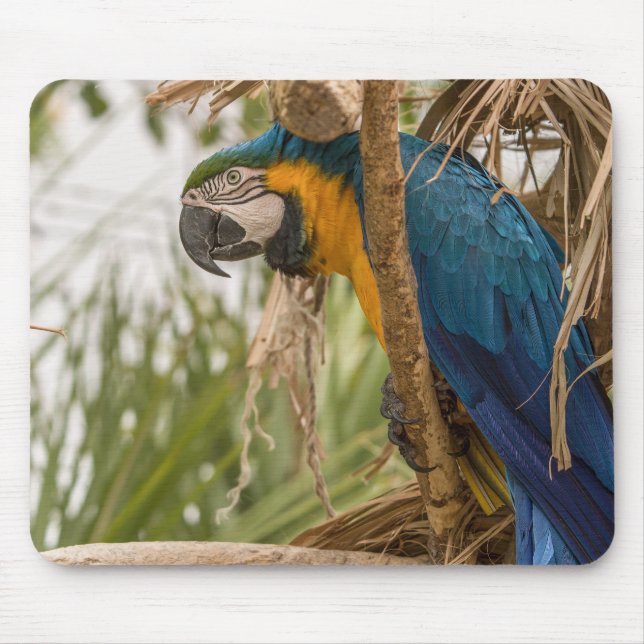 parrot, bird, sitting mouse pad (Front)