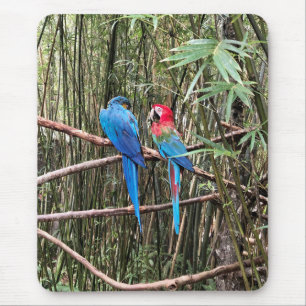 Parrot Bird Tropical Photo Mouse Pad