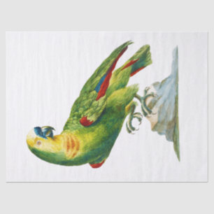 Parrot Bird Vintage Art Tissue Paper