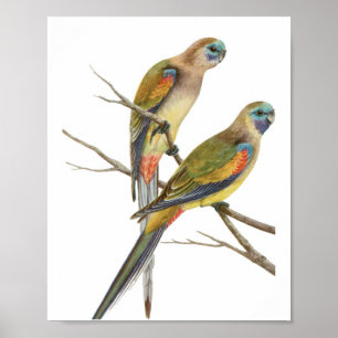 Parrot Birds Vintage Illustration Poster