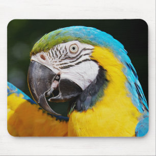 Parrot, blue and yellow macaw, nature mouse pad