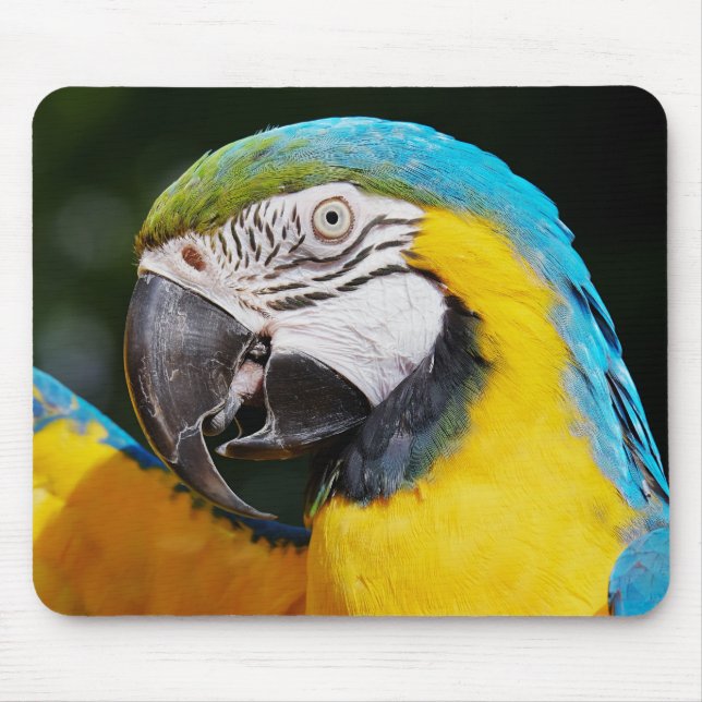 Parrot, blue and yellow macaw, nature mouse pad (Front)