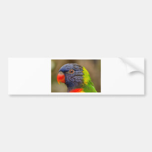 Parrot Bumper Sticker