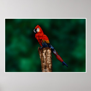 Parrot by Johannes Stötter Poster