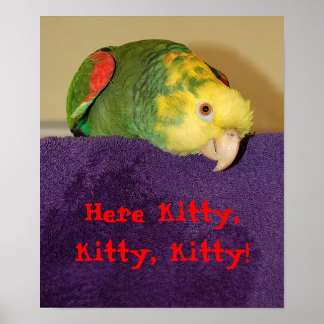 Parrot calling kitty. poster (Front)