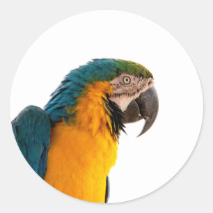 Parrot  classic round sticker