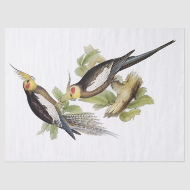 Parrot Cockatiel Art Tissue Paper (Front)