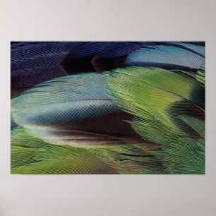 Parrot feather pattern design poster