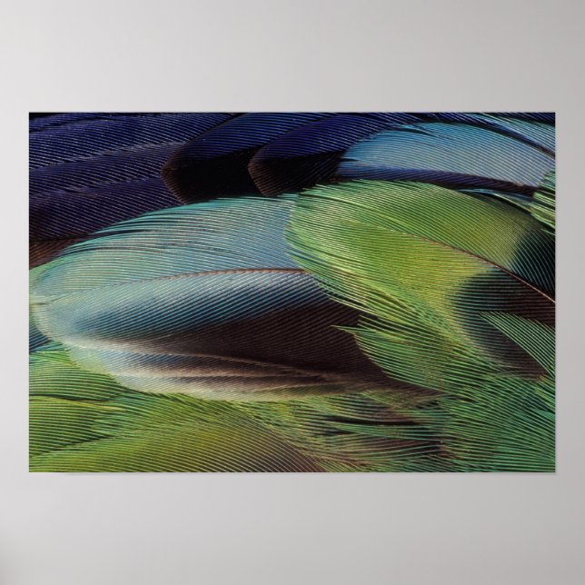 Parrot feather pattern design poster (Front)