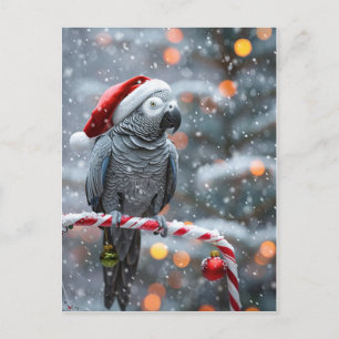 Parrot Holiday Card — Winter Wonder 