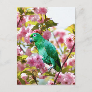 Parrot in Cherry Blossoms Postcard