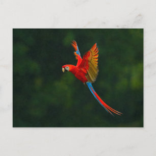 Parrot in Flight Postcard