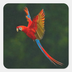 Parrot in Flight Square Sticker
