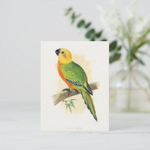 Parrot, Jendaya Conure, Postcard