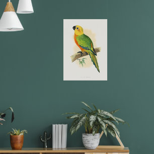 Parrot, Jendaya Conure, Poster