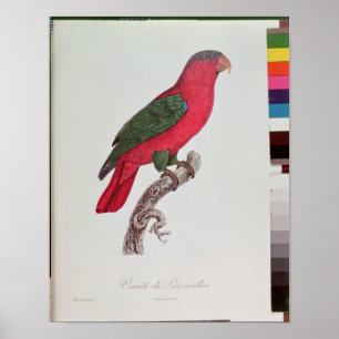 Parrot: Lory or Collared Poster