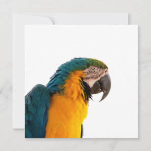 Parrot macaw invitation