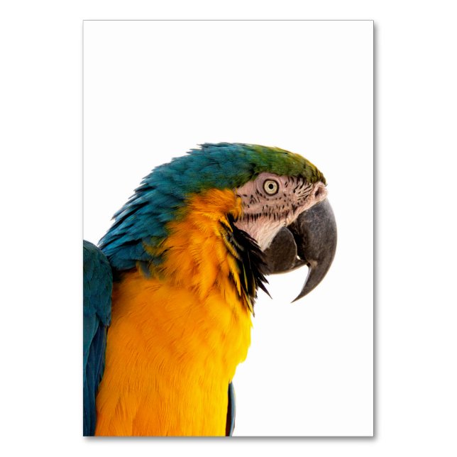 Parrot macaw  table number (Front)
