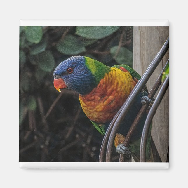 Parrot Magnet (Front)