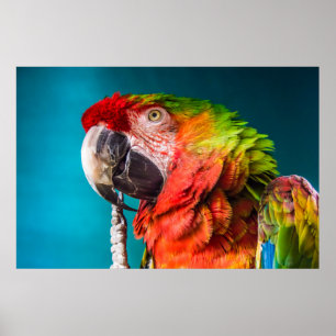 Parrot Modern Photography Poster