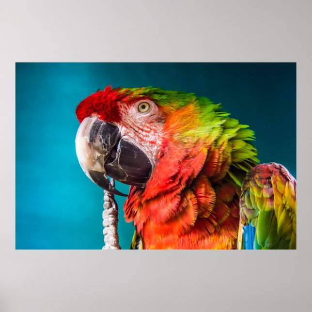 Parrot Modern Photography Poster (Front)