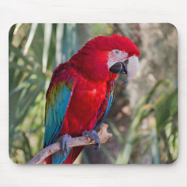 Parrot Mouse Pad (Front)