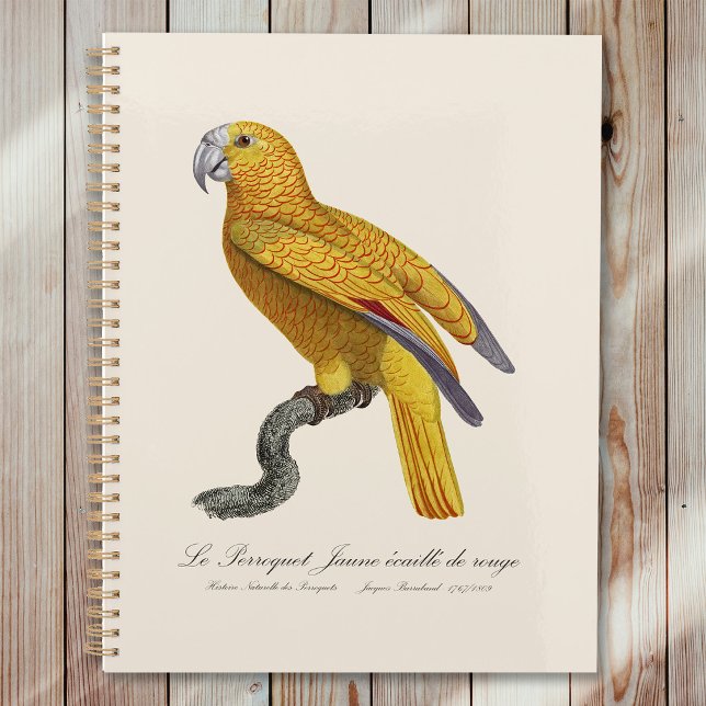 Parrot of Paradise of Cuba, Psittacus Paradisi Planner (Le Perroquet Jaune ecaille de rouge. Planner)