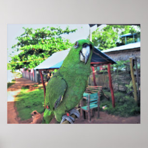Parrot on a Stick Poster