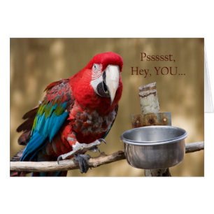 Parrot Photography Red Blue Green Friendship Card