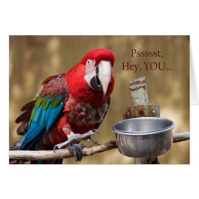 Parrot Photography Red Blue Green Friendship Card (Front Horizontal)
