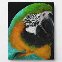 Parrot
